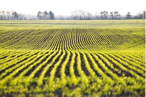 Rows of young green winter wheat, a Nature Photo by Pakosta