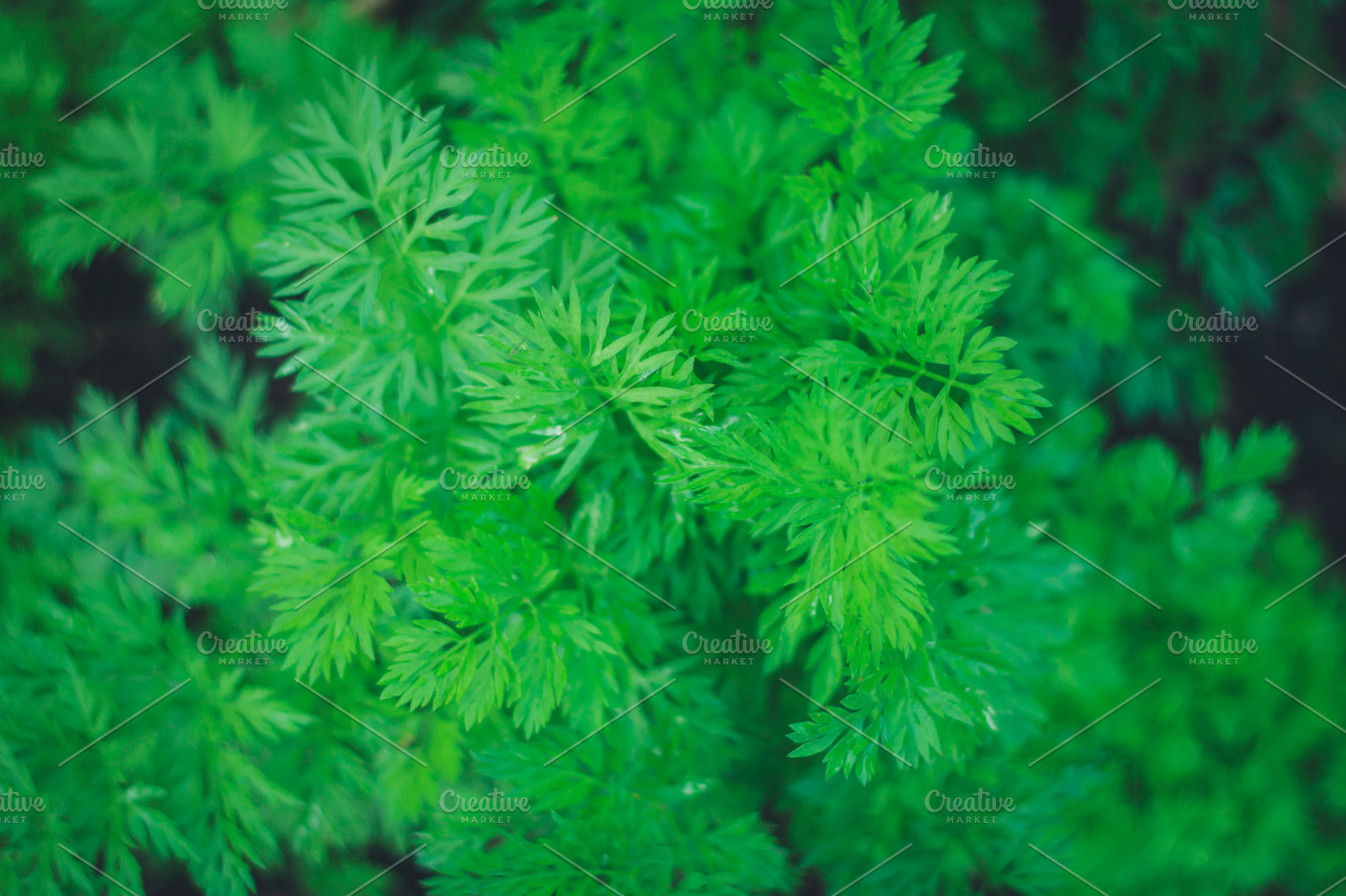 Celery Leaves