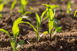 corn at dawn in the spring, a monocultural field with fresh corn sprouts in fer, a Photo by rsoollAI