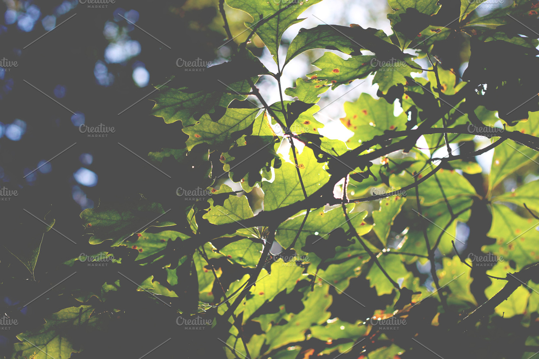 Green leaves2 stock photo containing green and leaves