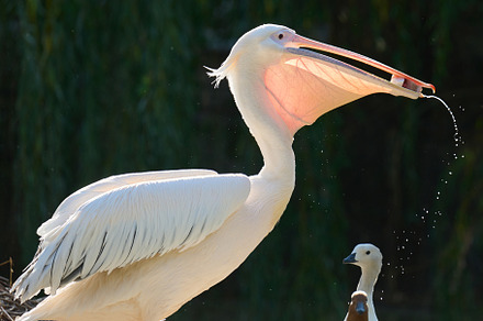 White pelican eats fish on a pond, an Animal Photo by ndanko