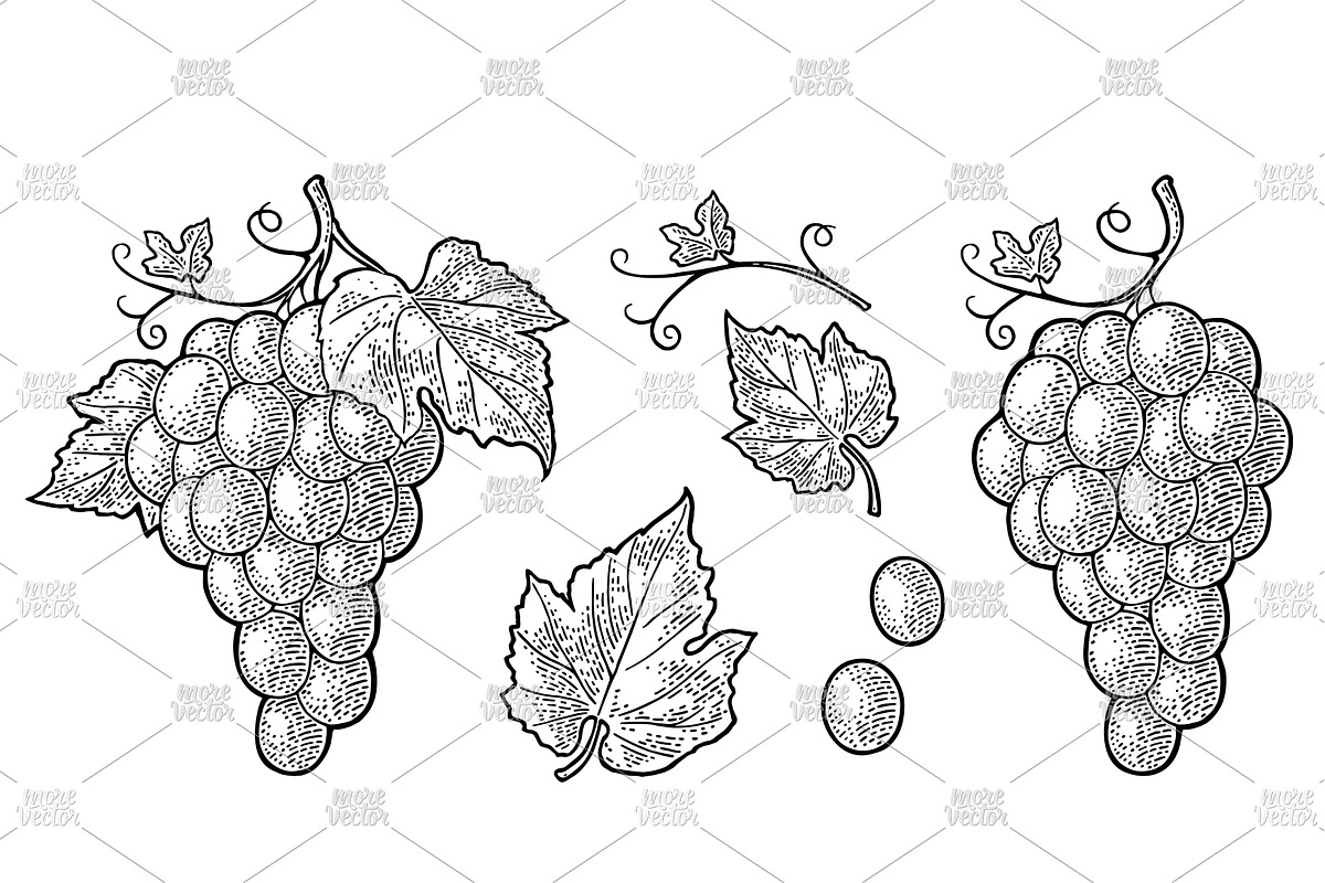 Bunch grapes vector engraving, a Food Illustration by MoreVector (Photo 3 of 3)