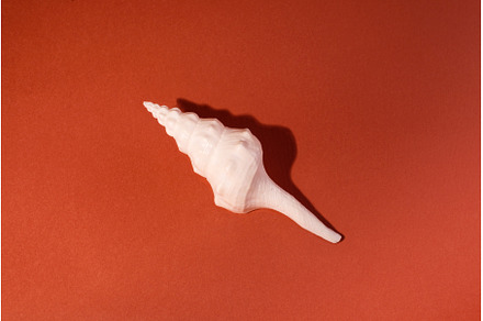 White Seashell on a brick Background, an Animal Photo by JeanBet