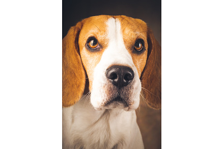 Closeup of beagle dog big wet nose., an Animal Photo by MadPhotos
