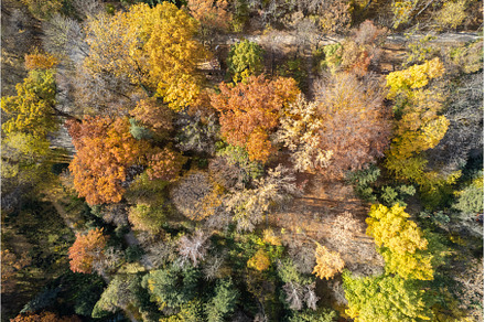 Drone view of forest path in fall, a Nature Photo by Yaroslav Danylchenko