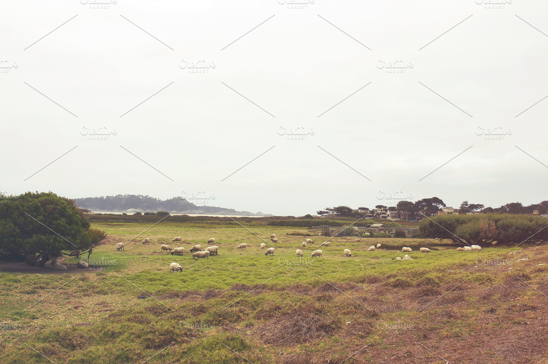 Sheep By The Ocean I, an Animal Photo by Satchel & Sage