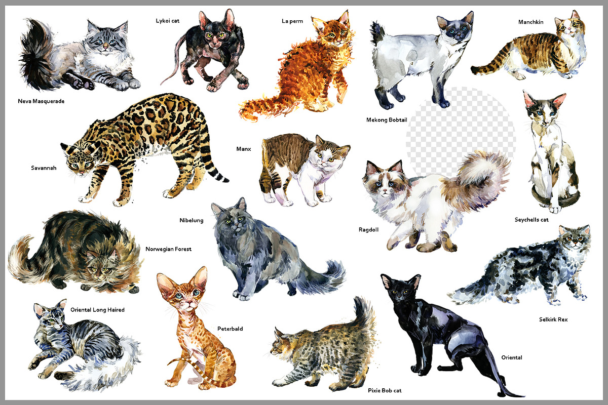 Pedigree Cats Watercolor Set, an Animal Illustration by FineArt (Photo 5 of 9)