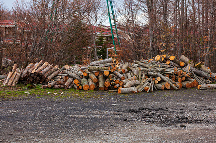 Freshly cut tree trunks piled up in, a Nature Photo by Bepslabor