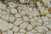 Cracked Pavement W/ Weeds Texture, a Photo by Texture Pics (Thumbnail 1 of 2)