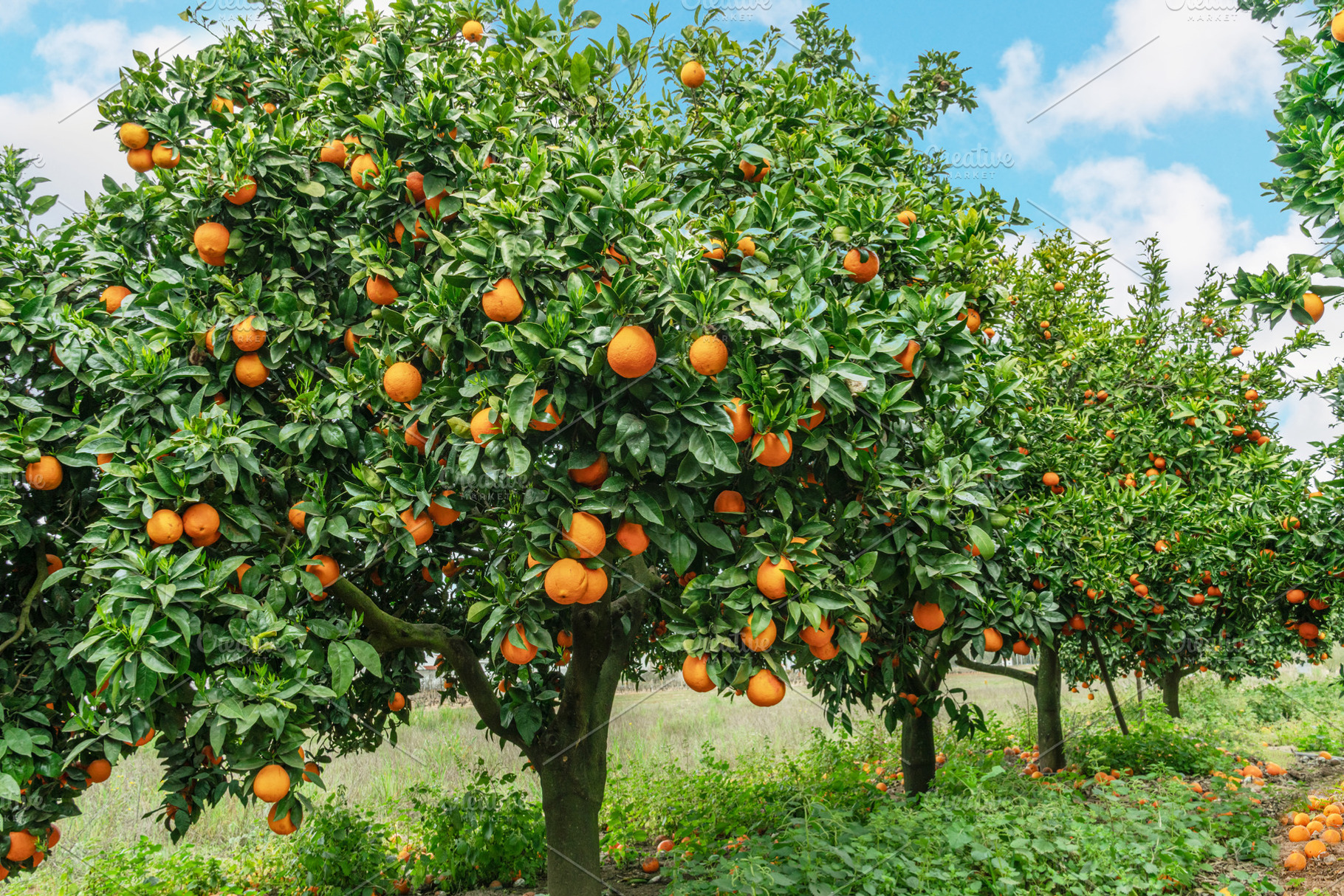 Orange trees on a garden, a Nature Photo by Volff