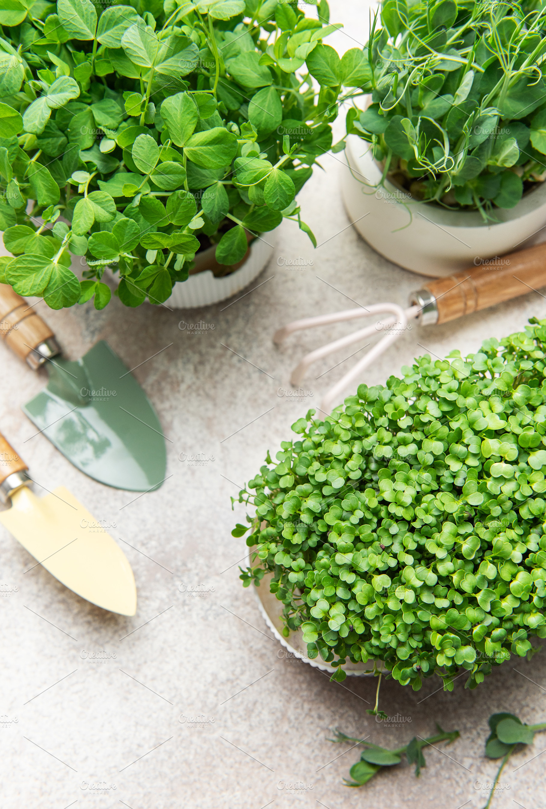 Growing fresh microgreens and sprouts with gardening tools, a Food & Drink Photo by Olena Rudo