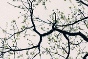Blossom Tree - Fine Art Photography, a Nature Photo by Marie Dumora (Thumbnail 5 of 5)
