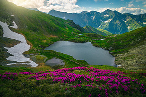 Capra lake and rhododendron bushes, a Nature Photo by Alpine Dreams