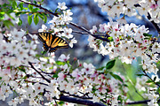 Butterfly Blossom, a Nature Photo by KABSPHOTOGRAPHY (Thumbnail 1 of 2)
