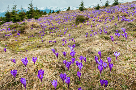 Purple Crocus flowers on spring mountain, a Nature Photo by YuriyB