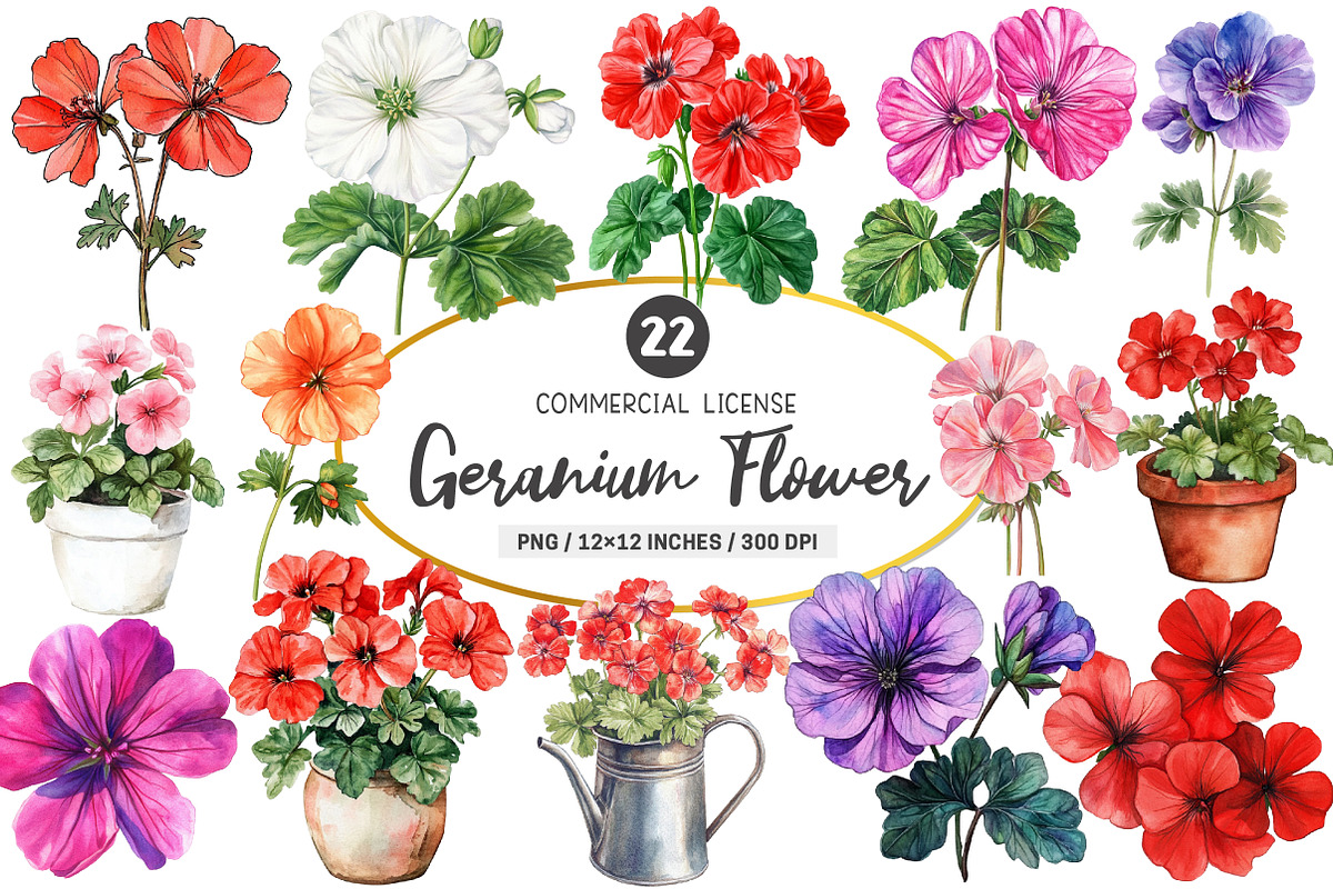Geranium Flower Watercolor Clipart, an Illustration by SinaCreation (Photo 1 of 5)