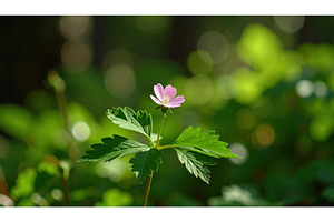 Delicate pink wildflower blooming, a Nature Photo by Igor Tichonow