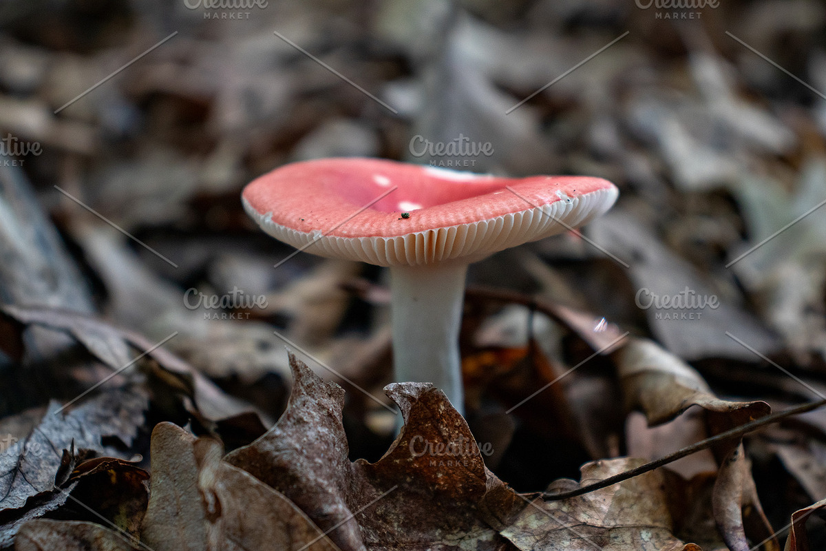 Mushrooms In The Forest Photography, a Nature Photo by Full Circle Design Studio (Photo 19 of 38)