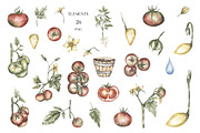 Watercolor Plant Life Cycle, an Education Illustration by MayaNavits (Thumbnail 4 of 17)