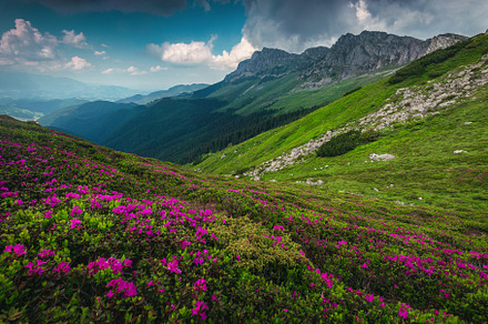 Blooming pink rhododendron flowers, a Nature Photo by Alpine Dreams