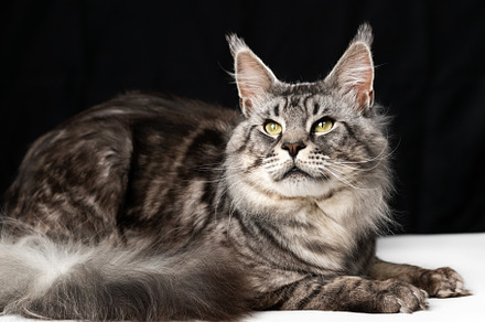 Mackerel tabby American Longhair Cat, an Animal Photo by Alexander-Piragis