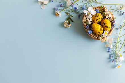 Happy Easter! Modern yellow eggs in nest with spring blossom fla