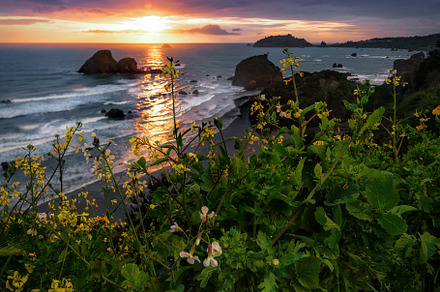 Wildflowers at sunset featuring flower, flowers, and wild
