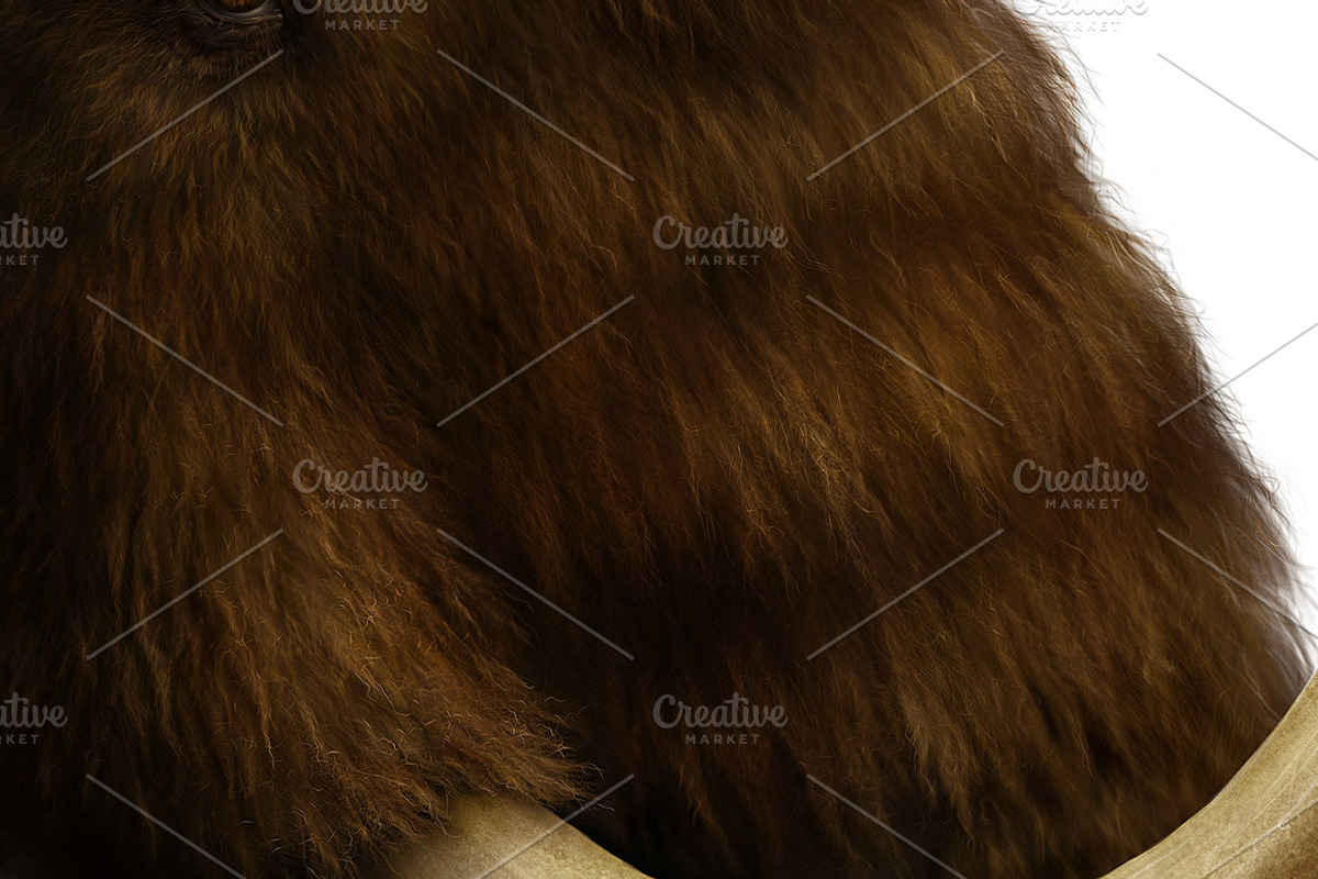 28 Realistic FUR Photoshop Brushes, a Brush Add-On by Eldar Zakirov's (Photo 5 of 11)