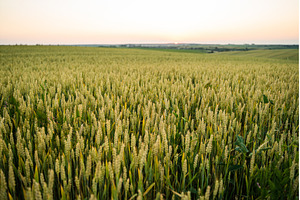 Wheat field showing young green ears, a Nature Photo by volodymyrshtun13795