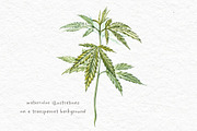 CBD Oil. Hemp illustration, a Food Illustration by Ann Astro (Thumbnail 5 of 8)