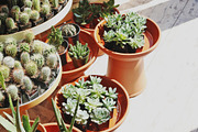 Retreat | Botanical Stock Photo Bund, a Nature Photo by MDSN Design (Thumbnail 12 of 16)