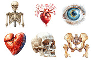 Human Anatomy, Medical Clipart,, an Illustration by CreationArt (Thumbnail 5 of 5)