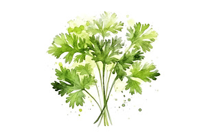 Aromatic Parsley Herbs Square