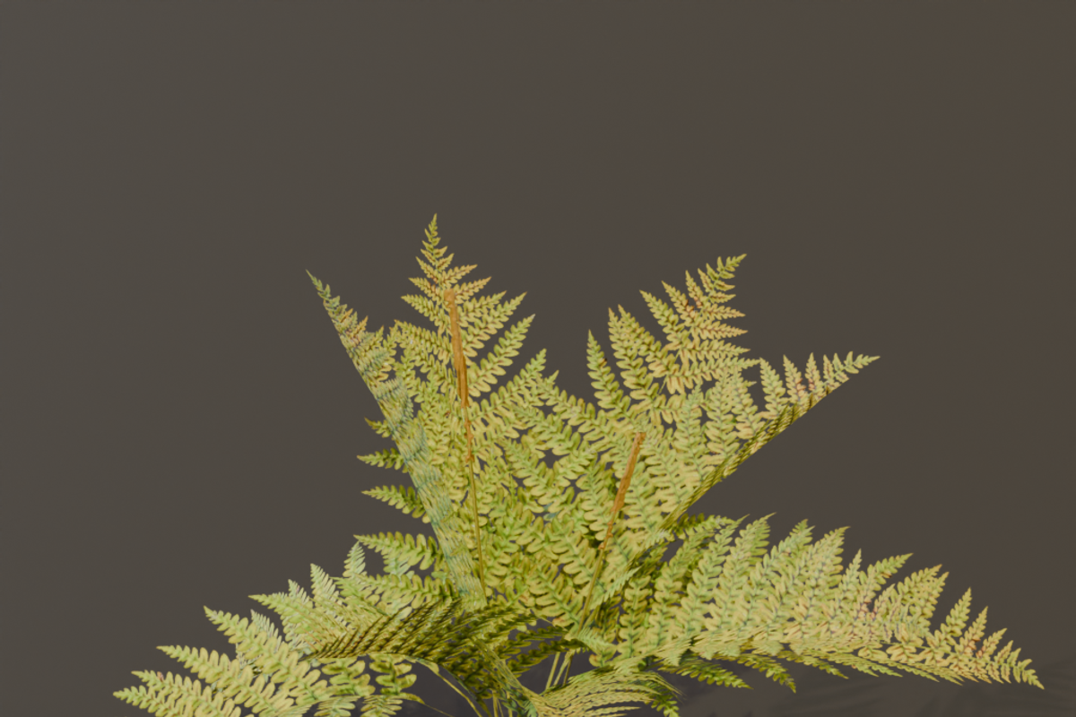 The Cinnamon Fern Bush, a Plants & Tree 3D Model by FuturePastCreatives (Photo 5 of 13)
