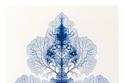 Role Co. Cyanotype Leaf in Symmetry, a Texture Illustration by milatovar (Thumbnail 19 of 21)