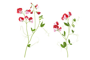 Vector Object Brushes. Sweet Pea.