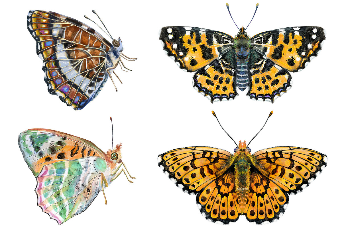 Watercolor butterflies 2, an Animal Illustration by Watercolor fantasy (Photo 3 of 5)