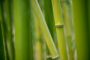 Bamboo stock photo containing bamboo and plant