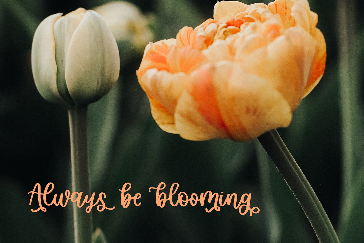 Garden Party, Thick Script Font preview 3