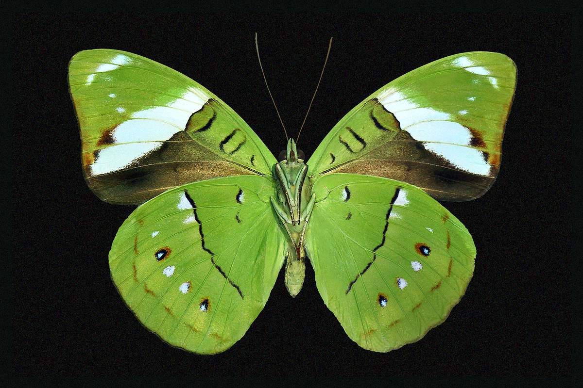 370+ Butterflies Cliparts, an Animal Illustration by Lilithcollageart (Photo 4 of 8)