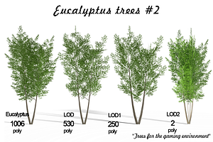 Eucalyptus Tree 2