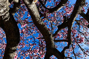 Pink blossoms on sturdy tree branches against a blue sky in Indiana USA during, a Photo by AS photostudio