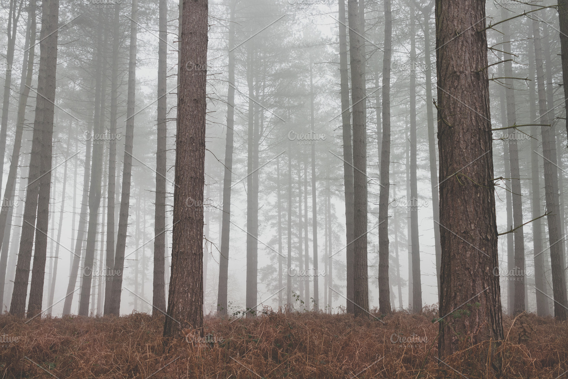 Moody Atmospheric Pine Forest, a Nature Photo by René Jordaan Photography
