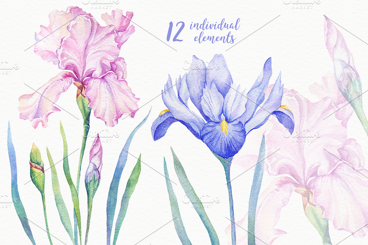 SALE! Watercolor Irises, an Illustration by Irina Diasli (Photo 2 of 5)