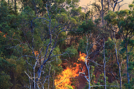 Fire in the Australian Bush