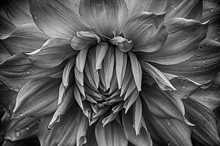 White Beauty Dahlia, a Nature Photo by JHMcPhee Photography
