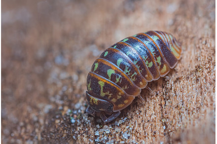 Closeup of a common pill-bug, an Animal Photo by Lukas Jonaitis SHOP