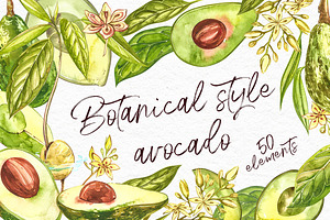 Avocado in botanical style