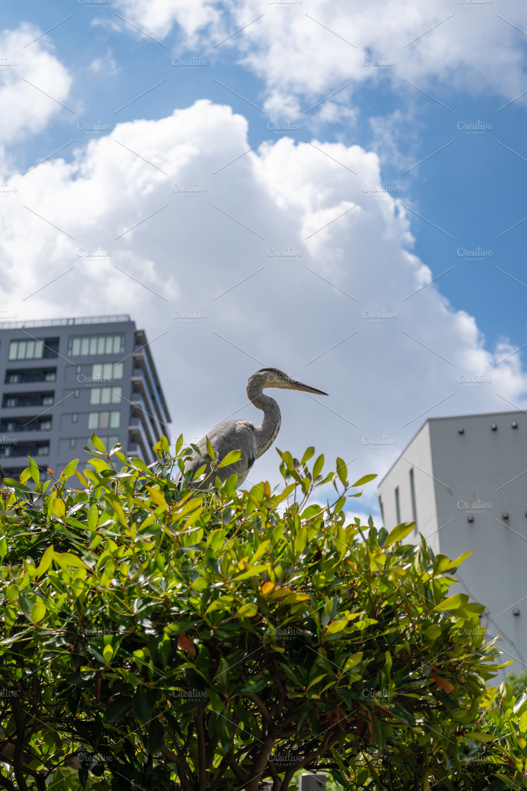 Grey heron perched on bush in Tennoji Park, Osaka, an Animal Photo by GoodGoods