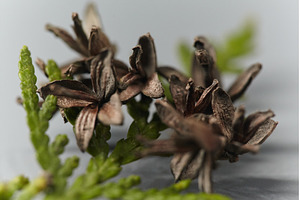 Close-up of brown, open cones and a, a Nature Photo by Rohan Photography